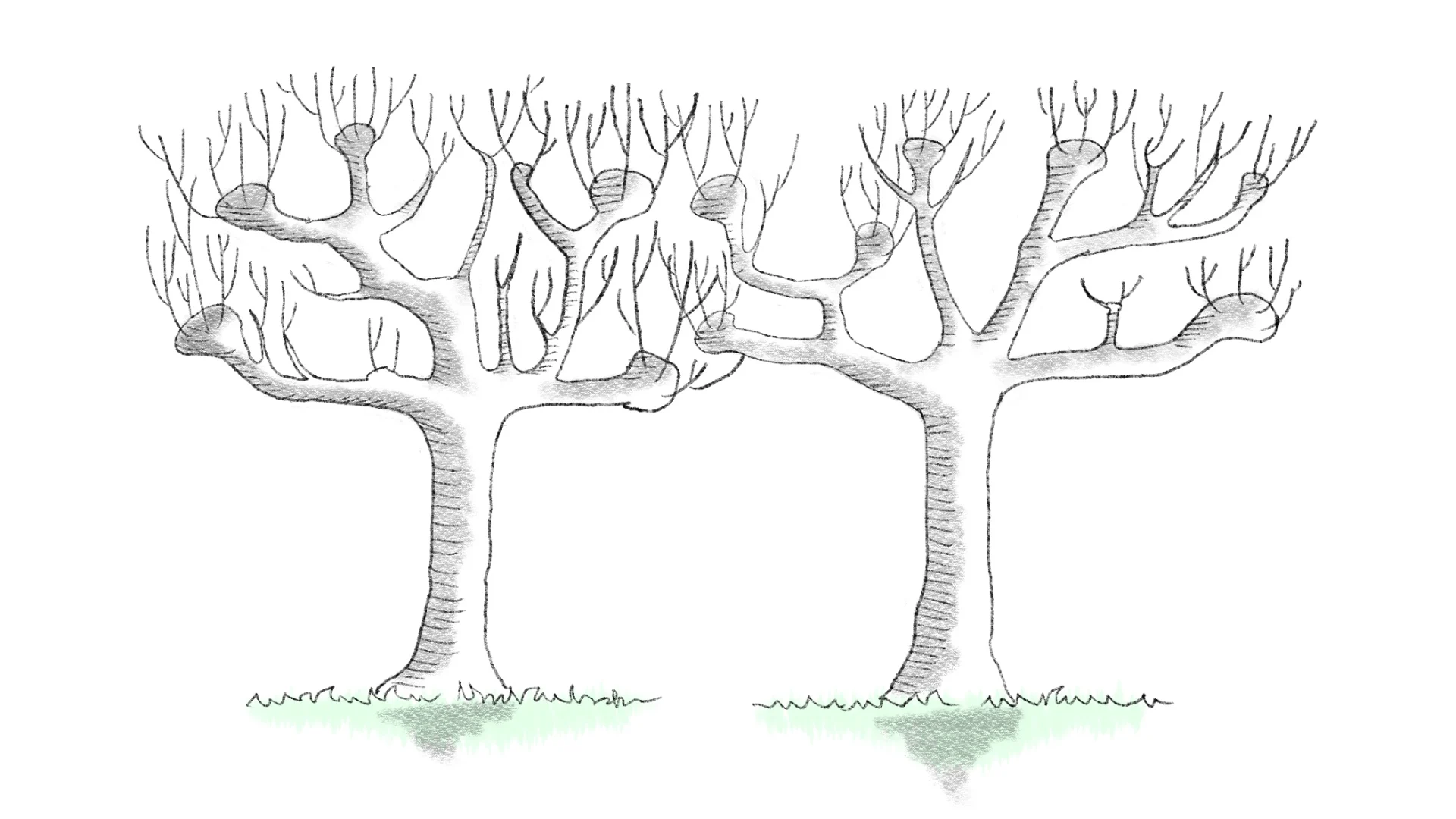 Twee gekandelaberde leibomen