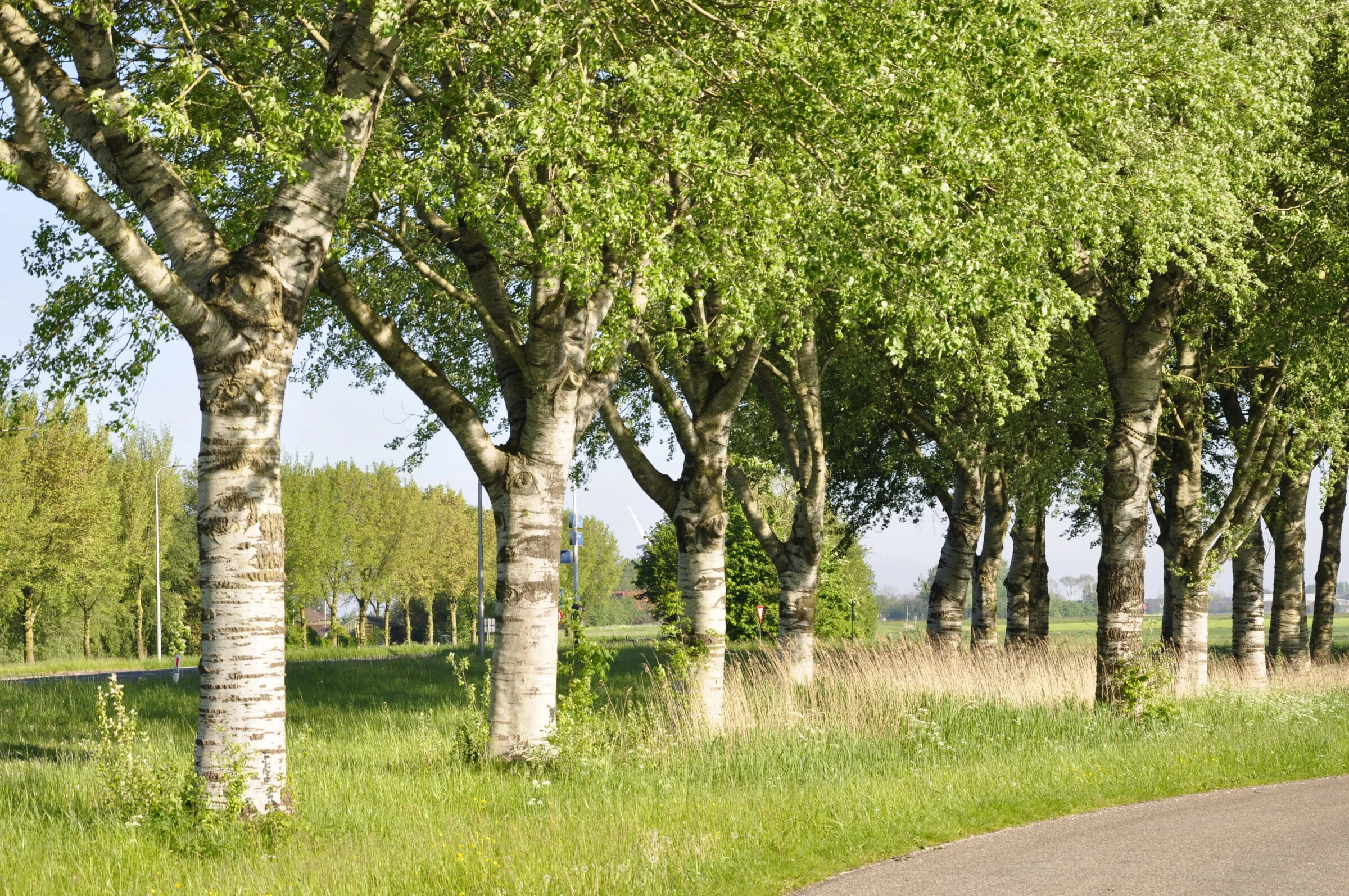 Zilverpopulieren (witte abeel) langs weg in Gaasterland.