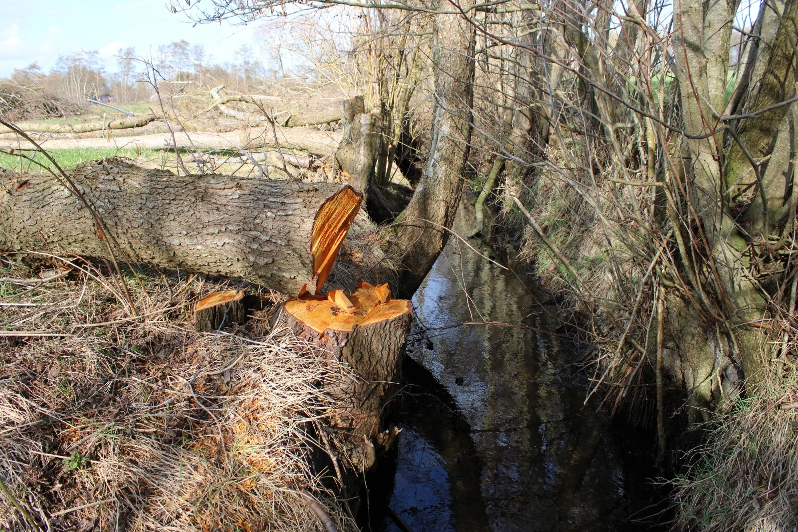 Kap elzensingel langs een sloot, de dikste elzen liggen om.