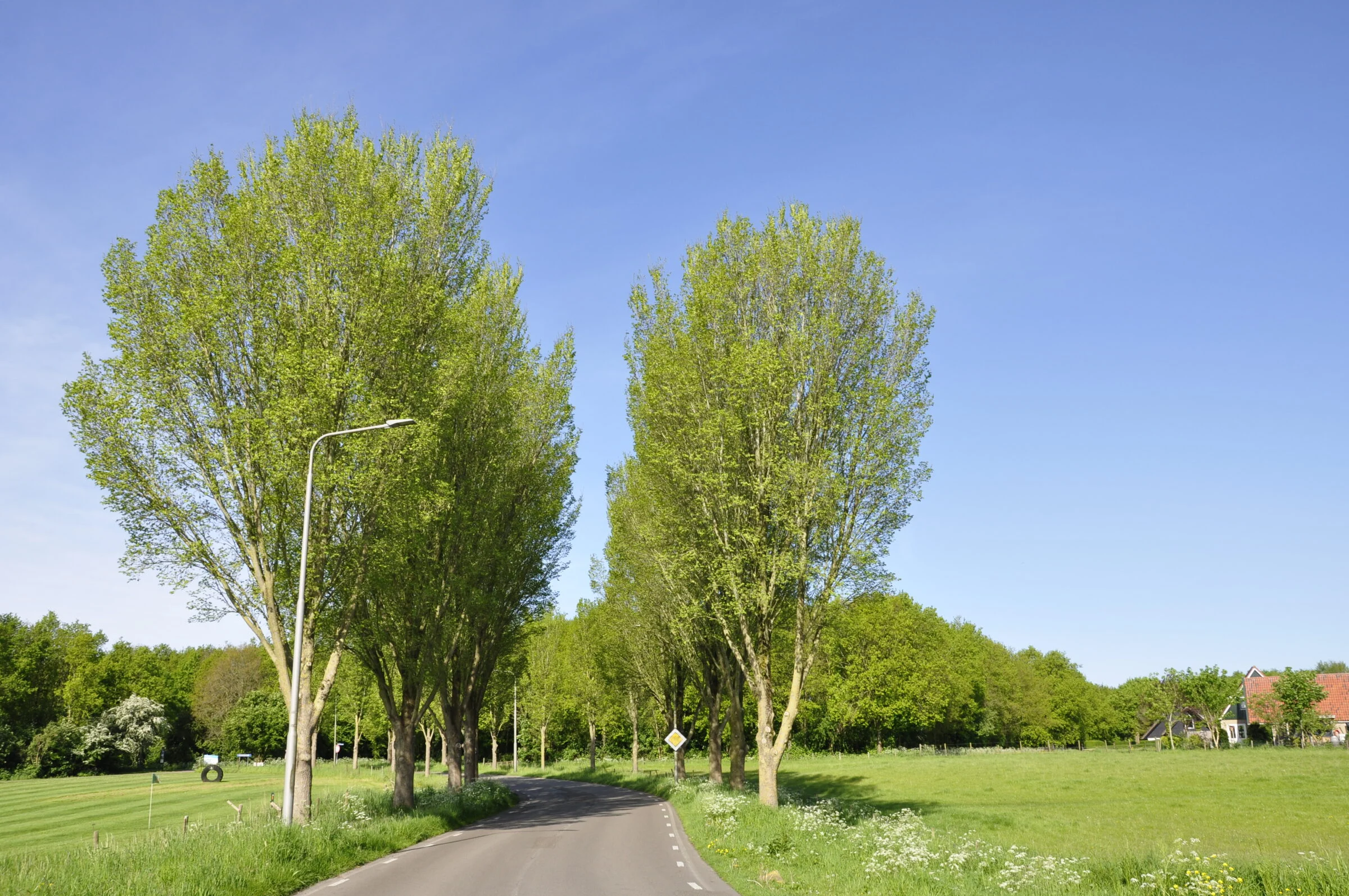 Iepenlaan langs de openbare weg bij Koudum met groen rondom.