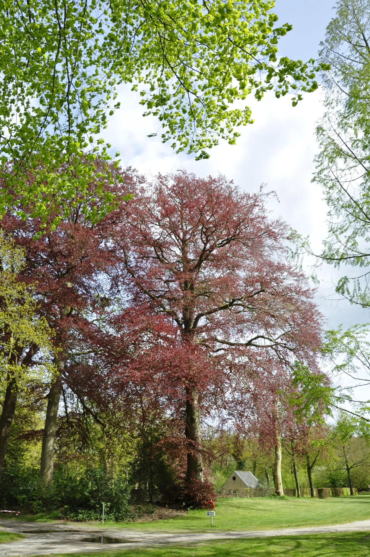 Grote oude rode beuk in Oranjewoud.