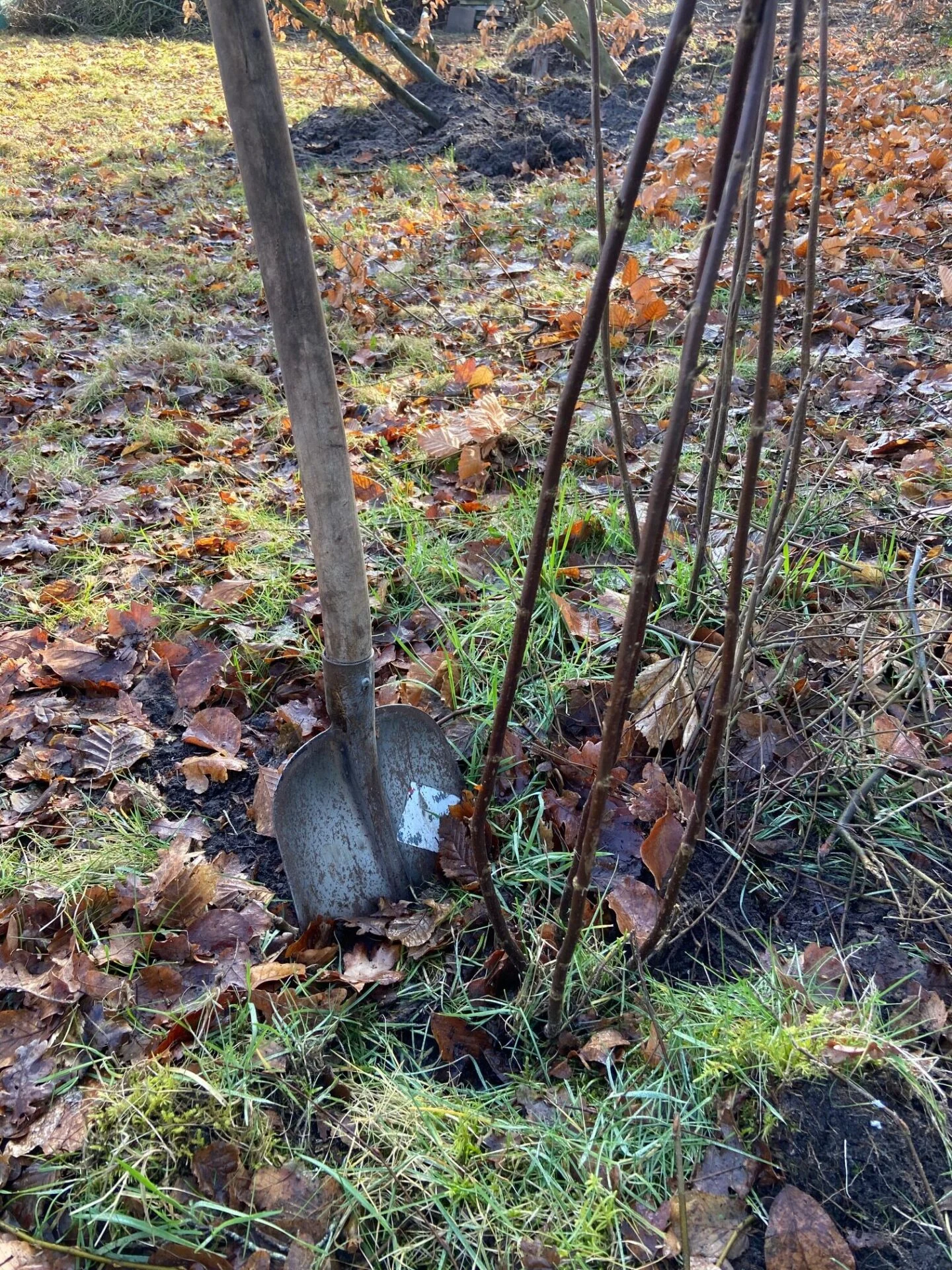 Bosplantsoen planten met een schep.