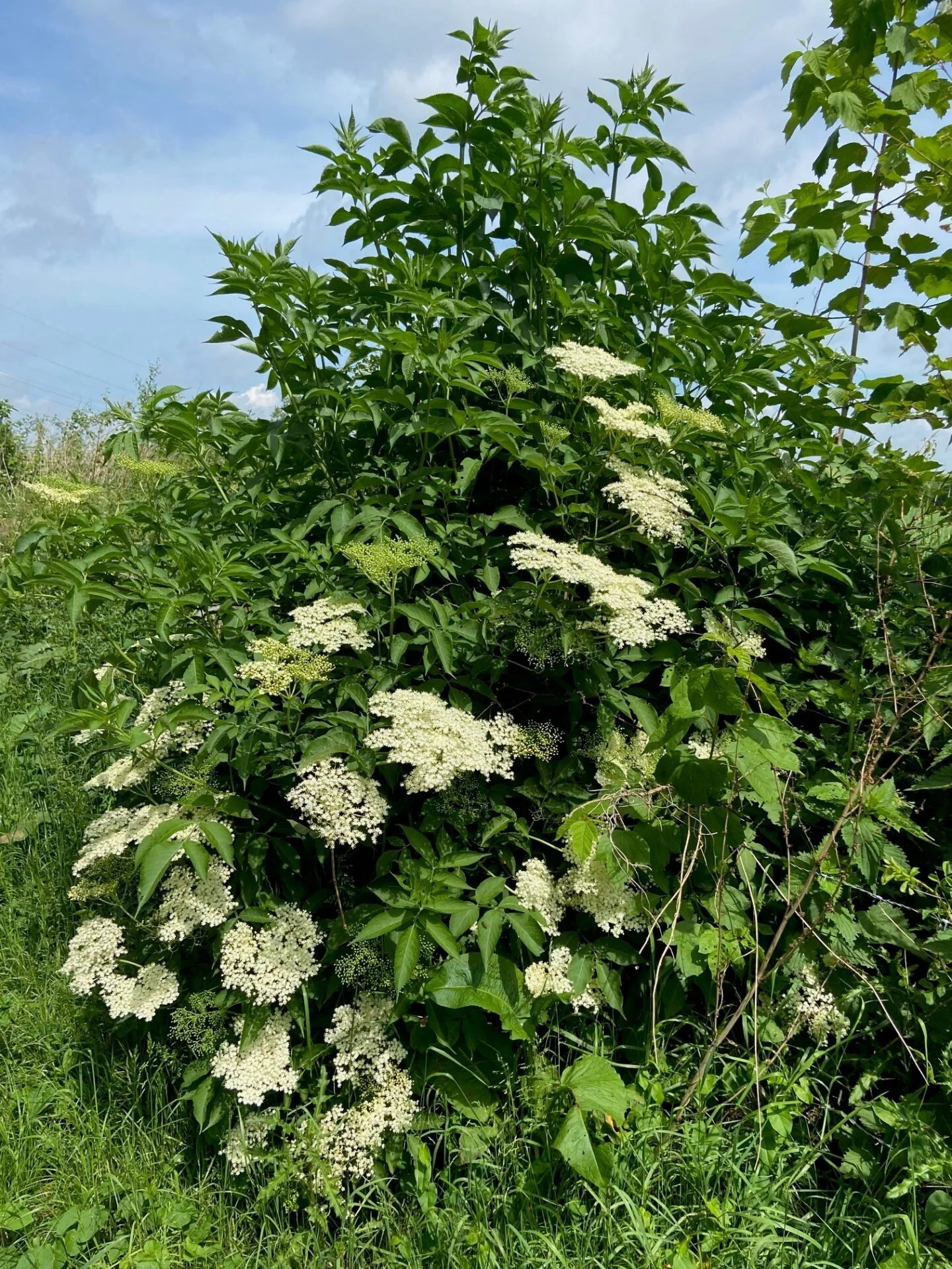Een vlierstruik in bloei met witte bloesem.