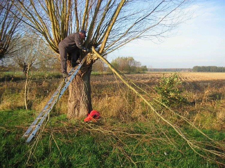 Een dikke wilg knotten op een ladder, takken liggen op de grond.